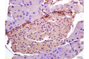 Formalin-fixed and paraffin embedded mouse pancreas labeled with Anti-PHLDA1/TDAG51 Polyclonal Antibody, Unconjugated (ABIN685492) at 1:200 followed by conjugation to the secondary antibody and DAB staining