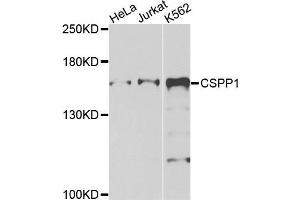 Western blot analysis of extracts of various cells, using CSPP1 antibody. (CSPP1 anticorps)