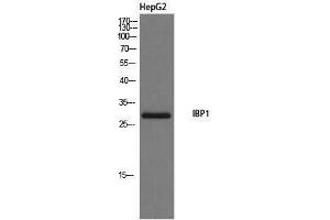Western Blotting (WB) image for anti-Insulin-Like Growth Factor Binding Protein 1 (IGFBPI) (Internal Region) antibody (ABIN3185136) (IGFBPI anticorps  (Internal Region))