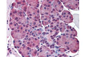 Anti-ELF5 antibody IHC of mouse salivary glands. (ELF5 anticorps  (AA 101-150))