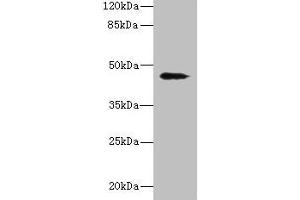 Western blot All lanes: RBMS2 antibody at 0. (RBMS2 anticorps  (AA 1-407))