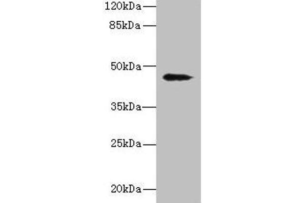 RBMS2 anticorps  (AA 1-407)