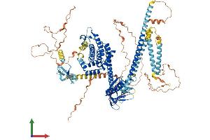AlphaFold protein structure predicition of Mouse Recombinant Arhgef2 Protein, UniprotID Q60875