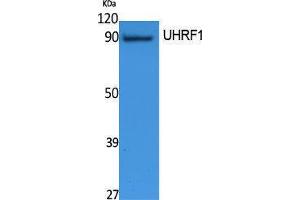 Western Blotting (WB) image for anti-Ubiquitin-Like, Containing PHD and RING Finger Domains, 1 (UHRF1) (Internal Region) antibody (ABIN3187628) (UHRF1 anticorps  (Internal Region))