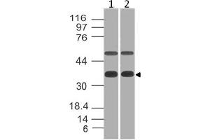 Image no. 1 for anti-Eukaryotic Translation Initiation Factor 3, Subunit G (EIF3G) (AA 121-312) antibody (ABIN5027179) (EIF3G anticorps  (AA 121-312))