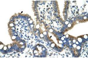 Immunohistochemical staining (Formalin-fixed paraffin-embedded sections) of human intestine with CPNE1 polyclonal antibody  at 4-8 ug/mL working concentration. (CPNE1 anticorps  (N-Term))