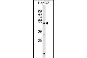 Western blot analysis in HepG2 cell line lysates (35ug/lane). (HERPUD1 anticorps  (N-Term))