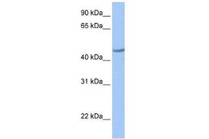 ZNF485 antibody used at 0. (ZNF485 anticorps  (C-Term))