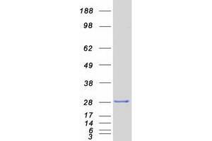 Validation with Western Blot