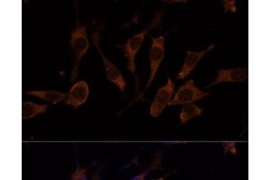 Immunofluorescence analysis of L929 cells using RPL32 Polyclonal Antibody at dilution of 1:100 (40x lens).