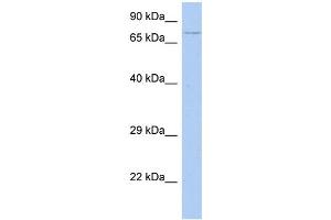 WB Suggested Anti-HEXDC Antibody Titration: 0. (HEXDC anticorps  (Middle Region))