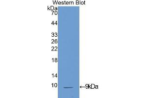 Western Blotting (WB) image for anti-Insulin-Like Growth Factor 1 (IGF1) (AA 33-102) antibody (ABIN3209577) (IGF1 anticorps  (AA 33-102))