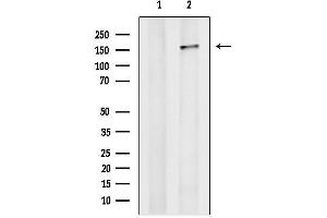Western blot analysis of lysates from RAW264.