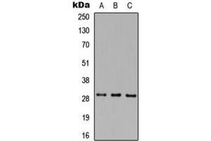 Western blot analysis of MAF1 expression in HEK293T (A), Raw264. (MAF1 anticorps  (Center))