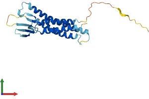 AlphaFold protein structure predicition of Mouse Recombinant Cldn7 Protein, UniprotID Q9Z261