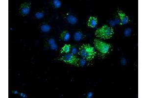 Immunofluorescence (IF) image for anti-Adenylate Kinase 4 (AK4) antibody (ABIN1496528) (AK4 anticorps)