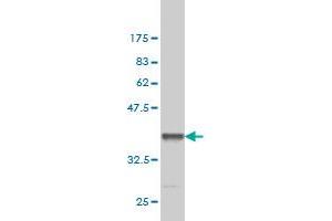 Western Blot detection against Immunogen (36.