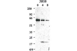 Western blot using anti-Caspase-8 (mouse), mAb (3B10)  detecting the cleaved active p20 subunit of mouse caspase-8 in addition to the caspase-8 precursor, upon an apoptotic stimulus e. (Caspase 8 anticorps)