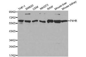 Western blot analysis of extracts of various cell lines, using P4HB antibody.