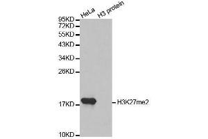 Western blot analysis of extracts of various cell lines, using DiMethyl-Histone H3-K27 antibody.