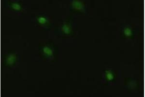Image no. 15 for anti-Myc Proto-Oncogene protein (MYC) antibody (ABIN1497012) (c-MYC anticorps)