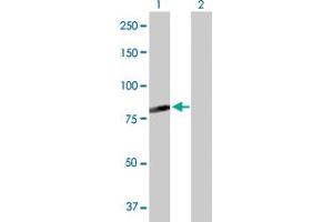 Western Blot analysis of C7orf38 expression in transfected 293T cell line by C7orf38 MaxPab polyclonal antibody. (FAM200A anticorps  (AA 1-573))