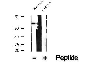Western blot analysis of extracts of NIH/3T3 cells, using SRP54 antibody. (SRP54 anticorps)
