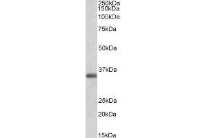 ABIN1590035 (0. (MDH1 anticorps  (AA 211-223))