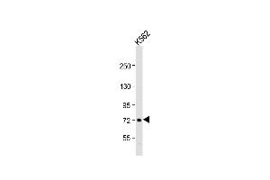 Anti-WDR42C Antibody (N-term) at 1:1000 dilution + K562 whole cell lysate Lysates/proteins at 20 μg per lane. (DCAF8L2 anticorps  (N-Term))