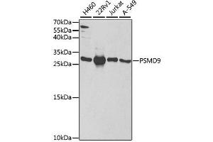 Western blot analysis of extracts of various cell lines, using PSMD9 antibody.