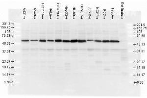 Western blot analysis of multiple cell lines lysates showing detection of Calreticulin protein using Rabbit Anti-Calreticulin Polyclonal Antibody (ABIN361834 and ABIN361835). (Calreticulin anticorps)