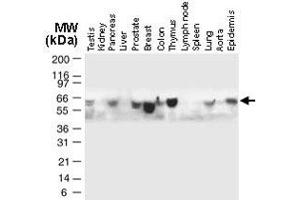 Western blot analysis of Traf5 in normal human tissues. (TRAF5 anticorps)