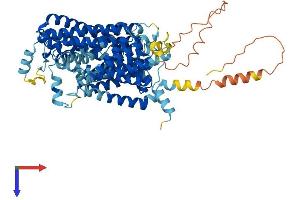 AlphaFold protein structure predicition of Human Recombinant SLC7A2 Protein, UniprotID P52569