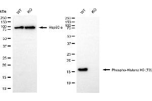 Western blotting analysis using phospho-histone H3 (T3) antibody (ABIN7798974). (Recombinant Histone 3 anticorps  (H3T3ph))