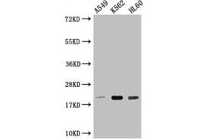 Western Blot Positive WB detected in: A549 whole cell lysate, K562 whole cell lysate, HL60 whole cell lysate All lanes: POLR2G antibody at 1:2000 Secondary Goat polyclonal to rabbit IgG at 1/50000 dilution Predicted band size: 20 kDa Observed band size: 20 kDa (POLR2G anticorps  (AA 1-172))
