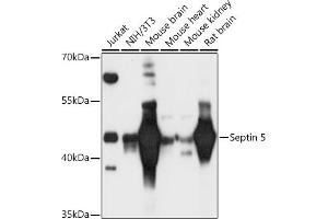 Western blot analysis of extracts of various cell lines, using Septin 5 antibody (ABIN6128759, ABIN6147556, ABIN6147557 and ABIN6216776) at 1:3000 dilution. (Septin 5 anticorps  (AA 1-369))
