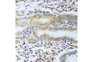 Immunohistochemical analysis of TCP1-delta staining in rat stomach formalin fixed paraffin embedded tissue section.