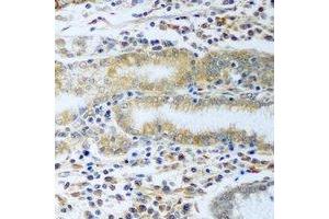 Immunohistochemical analysis of TCP1-delta staining in rat stomach formalin fixed paraffin embedded tissue section. (CCT4 anticorps)