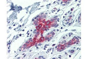 IHC-P Image Immunohistochemical analysis of paraffin-embedded human liver, bile duct, using BAK1, antibody(10 μg/ml).