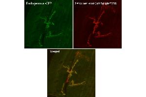 Immunofluorescence (IF) image for Chicken anti-Goat IgG antibody (DyLight 550) (ABIN7273065) (Poulet anti-Chévre IgG Anticorps (DyLight 550))
