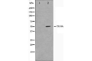 Western blot analysis on K562 cell lysate using TR10A Antibody.