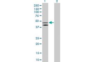 Western Blot analysis of HOMER1 expression in transfected 293T cell line by HOMER1 MaxPab polyclonal antibody. (HOMER1 anticorps  (AA 1-354))
