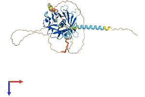 AlphaFold protein structure predicition of Human Recombinant TULP3 Protein, UniprotID O75386