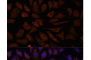 Immunofluorescence analysis of L929 cells using OAS3 Polyclonal Antibody at dilution of 1:100. (OAS3 anticorps)
