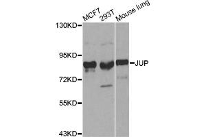 Western blot analysis of extracts of various cell lines, using JUP antibody. (JUP anticorps)