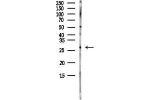 anti-Myelin Oligodendrocyte Glycoprotein (MOG) (C-Term) antibody
