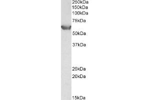 Western Blot (0. (SLC22A3 anticorps  (Internal Region))