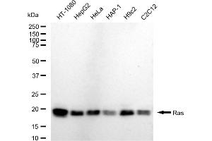 anti-NRAS/HRAS/KRAS antibody