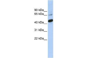 WB Suggested Anti-SOX1 Antibody Titration:  0. (SOX1 anticorps  (Middle Region))