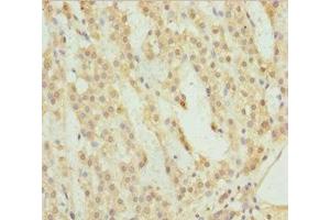 Immunohistochemistry of paraffin-embedded human adrenal gland tissue using ABIN7158523 at dilution of 1:100 (ACSL6 anticorps  (AA 458-697))